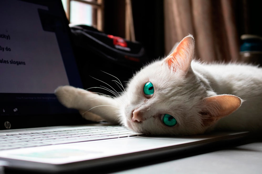 Por qué a los gatos les gustan las laptops